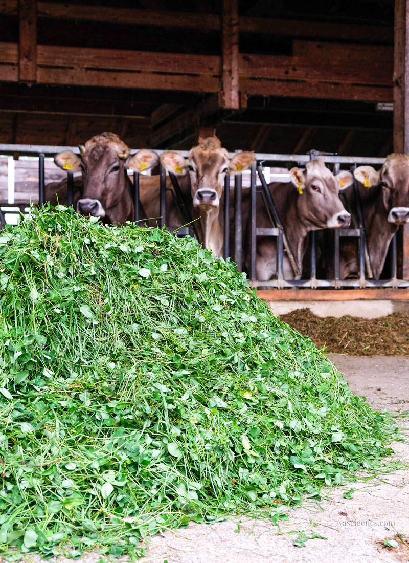 Was frisst eine Kuh am Tag? Bio Bauernhof Jackelhof | Auf den Spuren der REWE Bio Milch | waseigenes.com