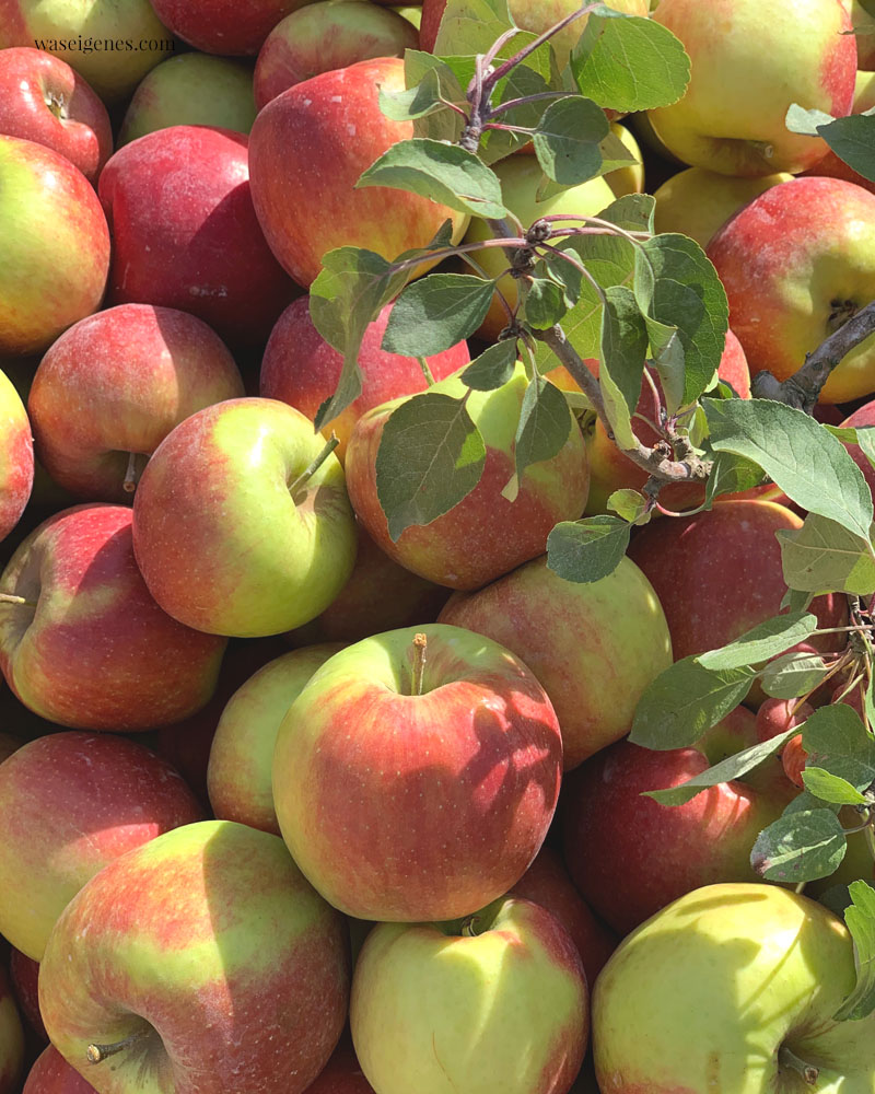 Hallo Herbst 2019 - herbstverrückt: Äpfel | waseigenes.com