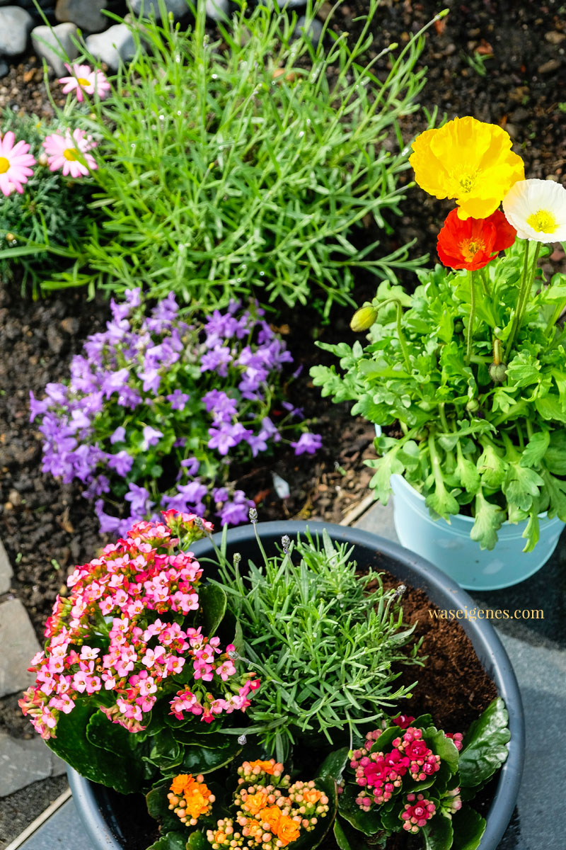Unser Garten: Lavendel, Mohn, Kräuter und Kalanchoe | waseigenes.com #waseigenes #garten #kalanchoe 