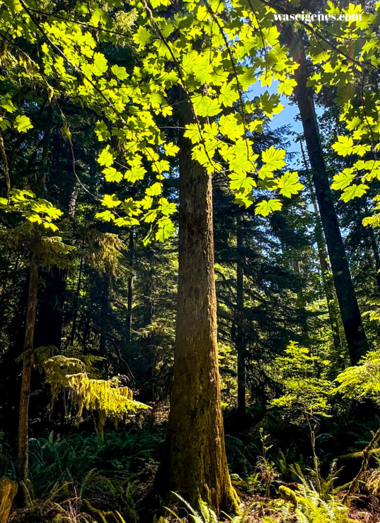 Cathedral Grove | Kanada | Vancouver Island | waseigenes.com | 800 Jahre alte Bäume