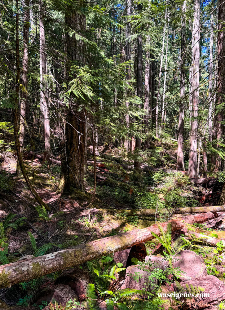 Little Qualicum Falls Provincial Park | Kanada | Vancouver Island | waseigenes.com