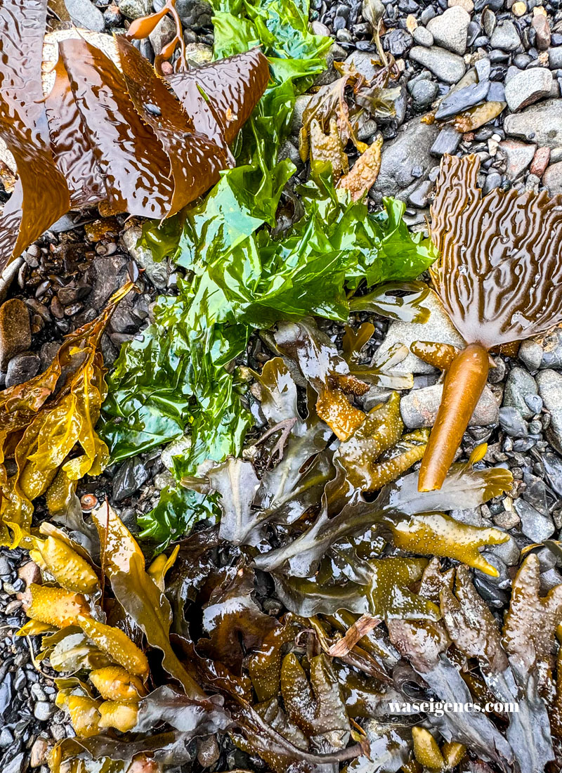 Der Pacific Trail bei Ucluelet | Barkley Sound  | Kanada | Vancouver Island | waseigenes.com